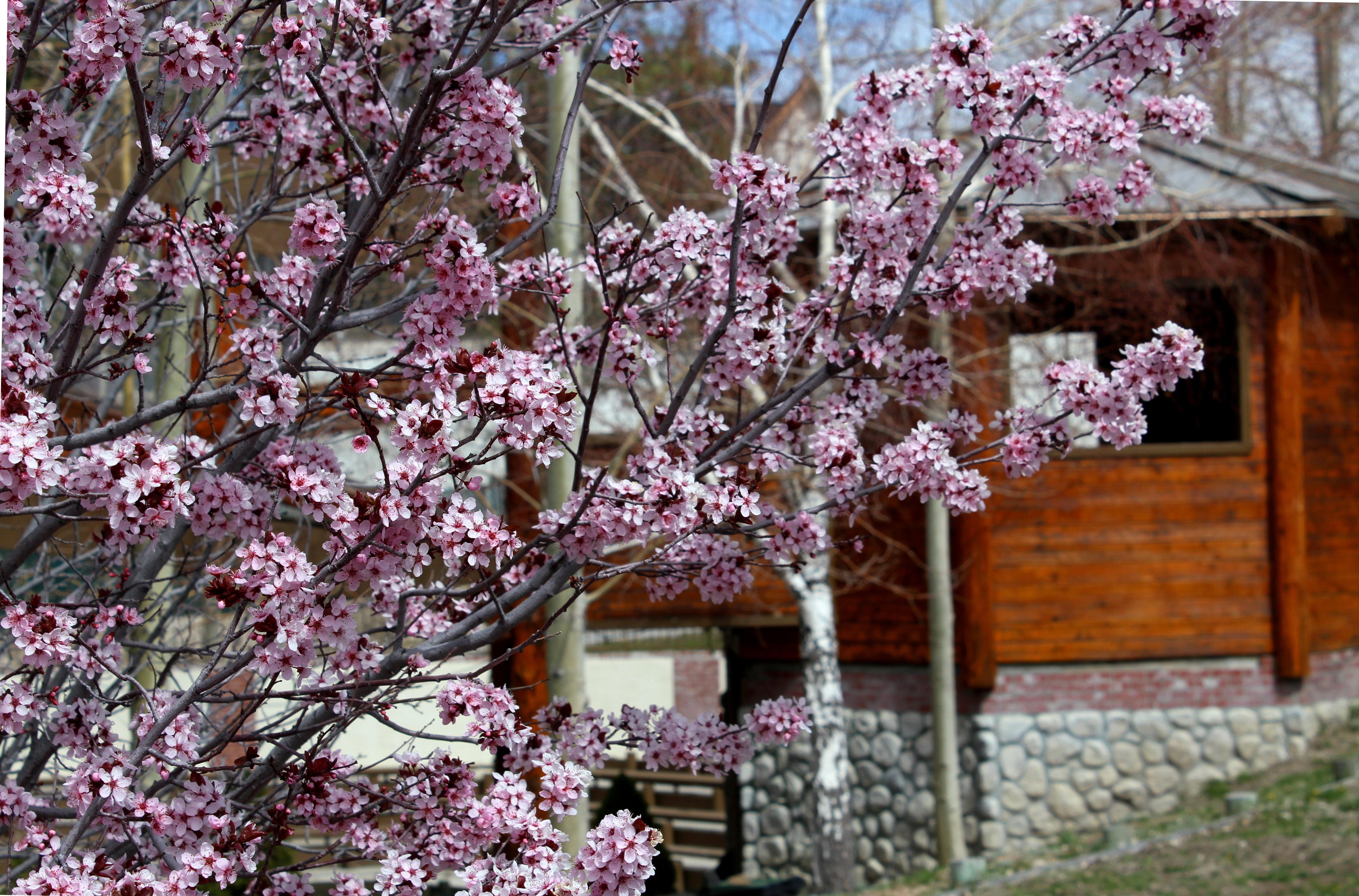 Holiday Inn Resort The Lodge At Big Bear Lake By Ihg Екстер'єр фото