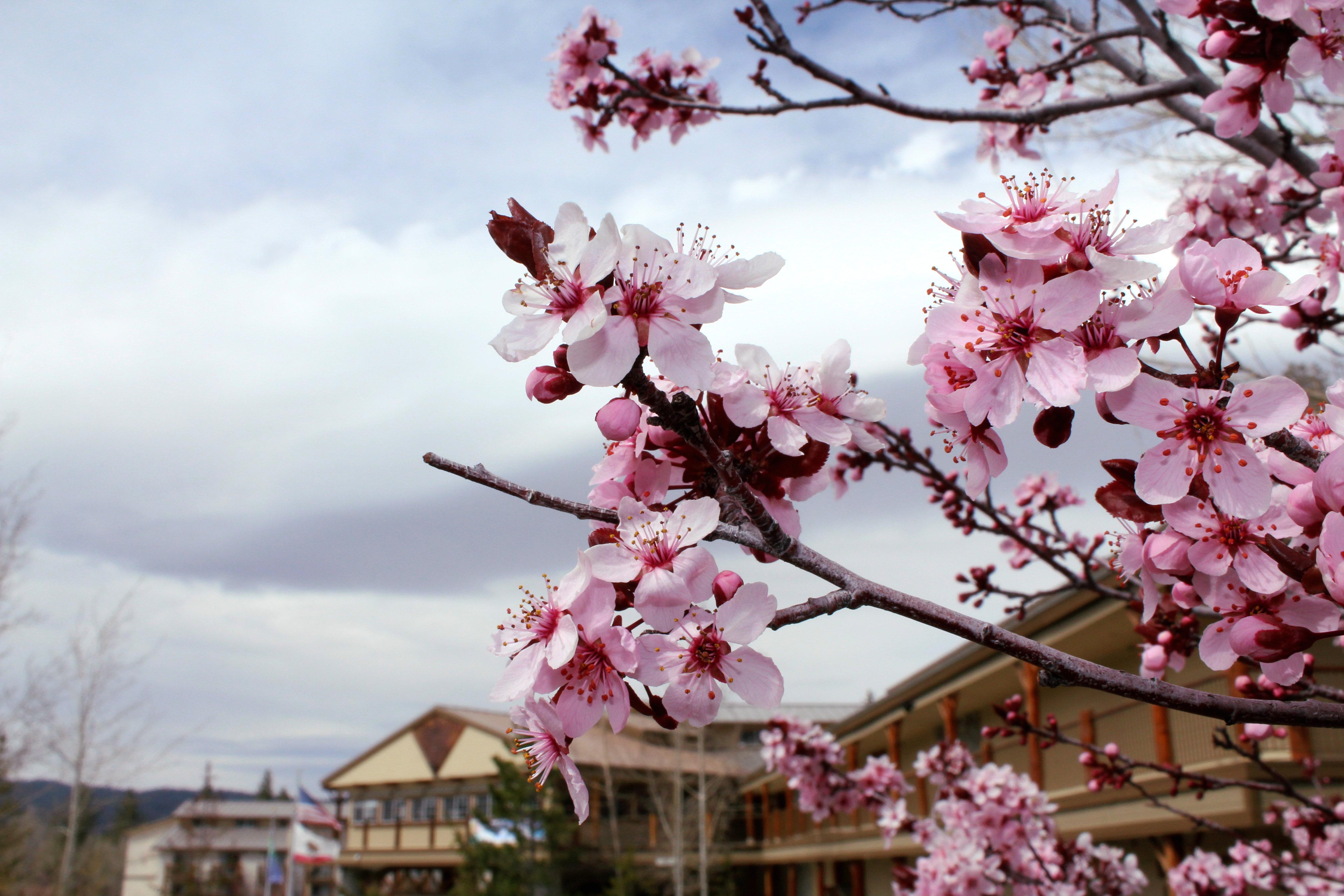 Holiday Inn Resort The Lodge At Big Bear Lake By Ihg Екстер'єр фото
